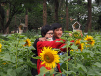 Hơn 2.000 mét vuông hoa hướng dương rực rỡ Hoàng thành Thăng Long