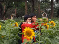 Hơn 2.000 mét vuông hoa hướng dương rực rỡ Hoàng thành Thăng Long