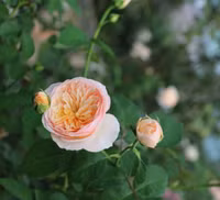 Vượt biển khám phá Vương quốc hoa hồng – trải nghiệm mới cực ngọt ngào tại Nha Trang