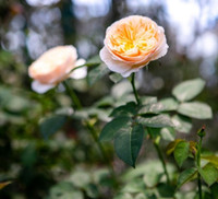 Vượt biển khám phá Vương quốc hoa hồng – trải nghiệm mới cực ngọt ngào tại Nha Trang