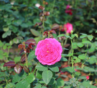 Vượt biển khám phá Vương quốc hoa hồng – trải nghiệm mới cực ngọt ngào tại Nha Trang