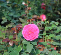 Vượt biển khám phá Vương quốc hoa hồng – trải nghiệm mới cực ngọt ngào tại Nha Trang