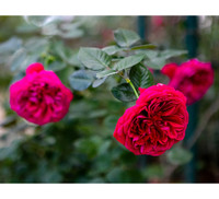 Vượt biển khám phá Vương quốc hoa hồng – trải nghiệm mới cực ngọt ngào tại Nha Trang