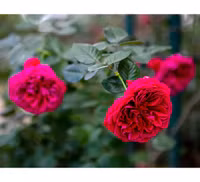 Vượt biển khám phá Vương quốc hoa hồng – trải nghiệm mới cực ngọt ngào tại Nha Trang