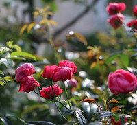 Vượt biển khám phá Vương quốc hoa hồng – trải nghiệm mới cực ngọt ngào tại Nha Trang