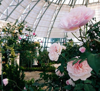 Vượt biển khám phá Vương quốc hoa hồng – trải nghiệm mới cực ngọt ngào tại Nha Trang