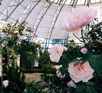 Vượt biển khám phá Vương quốc hoa hồng – trải nghiệm mới cực ngọt ngào tại Nha Trang