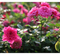 Vượt biển khám phá Vương quốc hoa hồng – trải nghiệm mới cực ngọt ngào tại Nha Trang