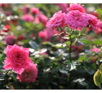 Vượt biển khám phá Vương quốc hoa hồng – trải nghiệm mới cực ngọt ngào tại Nha Trang