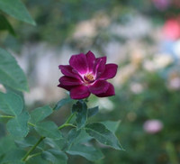 Vượt biển khám phá Vương quốc hoa hồng – trải nghiệm mới cực ngọt ngào tại Nha Trang