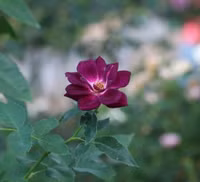 Vượt biển khám phá Vương quốc hoa hồng – trải nghiệm mới cực ngọt ngào tại Nha Trang