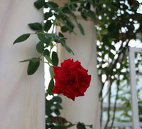 Vượt biển khám phá Vương quốc hoa hồng – trải nghiệm mới cực ngọt ngào tại Nha Trang