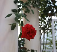 Vượt biển khám phá Vương quốc hoa hồng – trải nghiệm mới cực ngọt ngào tại Nha Trang