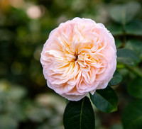 Vượt biển khám phá Vương quốc hoa hồng – trải nghiệm mới cực ngọt ngào tại Nha Trang