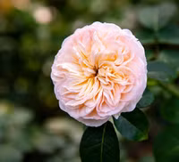 Vượt biển khám phá Vương quốc hoa hồng – trải nghiệm mới cực ngọt ngào tại Nha Trang