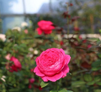 Vượt biển khám phá Vương quốc hoa hồng – trải nghiệm mới cực ngọt ngào tại Nha Trang