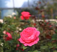 Vượt biển khám phá Vương quốc hoa hồng – trải nghiệm mới cực ngọt ngào tại Nha Trang