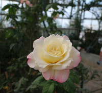 Vượt biển khám phá Vương quốc hoa hồng – trải nghiệm mới cực ngọt ngào tại Nha Trang