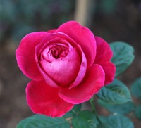 Vượt biển khám phá Vương quốc hoa hồng – trải nghiệm mới cực ngọt ngào tại Nha Trang