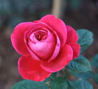 Vượt biển khám phá Vương quốc hoa hồng – trải nghiệm mới cực ngọt ngào tại Nha Trang