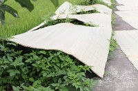 Chiếu cói Tân Lễ lưu giữ hồn quê