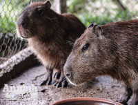 [ẢNH] Đầu năm Tý xem chuột khổng lồ nặng đến 100kg nhưng đặc biệt hiền lành ở Hà Nội