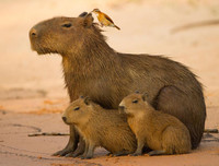 [ẢNH] Đầu năm Tý xem chuột khổng lồ nặng đến 100kg nhưng đặc biệt hiền lành ở Hà Nội