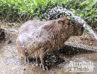 [ẢNH] Đầu năm Tý xem chuột khổng lồ nặng đến 100kg nhưng đặc biệt hiền lành ở Hà Nội