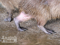 [ẢNH] Đầu năm Tý xem chuột khổng lồ nặng đến 100kg nhưng đặc biệt hiền lành ở Hà Nội