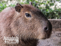 [ẢNH] Đầu năm Tý xem chuột khổng lồ nặng đến 100kg nhưng đặc biệt hiền lành ở Hà Nội