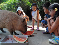 [ẢNH] Đầu năm Tý xem chuột khổng lồ nặng đến 100kg nhưng đặc biệt hiền lành ở Hà Nội