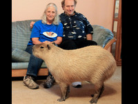 [ẢNH] Đầu năm Tý xem chuột khổng lồ nặng đến 100kg nhưng đặc biệt hiền lành ở Hà Nội