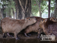 [ẢNH] Đầu năm Tý xem chuột khổng lồ nặng đến 100kg nhưng đặc biệt hiền lành ở Hà Nội