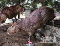 [ẢNH] Đầu năm Tý xem chuột khổng lồ nặng đến 100kg nhưng đặc biệt hiền lành ở Hà Nội