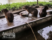 [ẢNH] Đầu năm Tý xem chuột khổng lồ nặng đến 100kg nhưng đặc biệt hiền lành ở Hà Nội