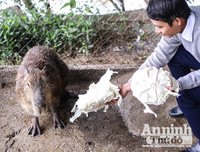 [ẢNH] Đầu năm Tý xem chuột khổng lồ nặng đến 100kg nhưng đặc biệt hiền lành ở Hà Nội