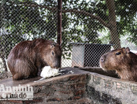 [ẢNH] Đầu năm Tý xem chuột khổng lồ nặng đến 100kg nhưng đặc biệt hiền lành ở Hà Nội