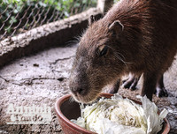 [ẢNH] Đầu năm Tý xem chuột khổng lồ nặng đến 100kg nhưng đặc biệt hiền lành ở Hà Nội