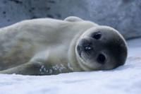 [ẢNH] Nơi an toàn nhất thế giới, khi Covid-19 vẫn chưa đặt chân tới