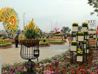 Nô nức rủ nhau dạo đường hoa bên sông Hàn đón Tết