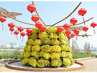 Nô nức rủ nhau dạo đường hoa bên sông Hàn đón Tết