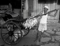 [ẢNH] Cận cảnh cuộc sống mưu sinh cực nhọc của phu kéo xe ở Ấn Độ