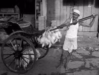 [ẢNH] Cận cảnh cuộc sống mưu sinh cực nhọc của phu kéo xe ở Ấn Độ