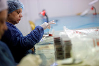 [ẢNH] Khám phá việc thu hoạch Saffron – 