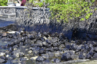 [ẢNH] Tình trạng khẩn cấp ở Mauritius sau sự cố tràn dầu