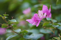 Hà Nội dịu dàng mùa hoa giấy khoe sắc