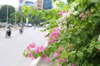 Hà Nội dịu dàng mùa hoa giấy khoe sắc