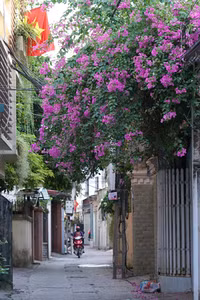 Hà Nội dịu dàng mùa hoa giấy khoe sắc