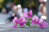 Hà Nội dịu dàng mùa hoa giấy khoe sắc