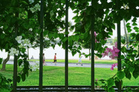 Hà Nội dịu dàng mùa hoa giấy khoe sắc